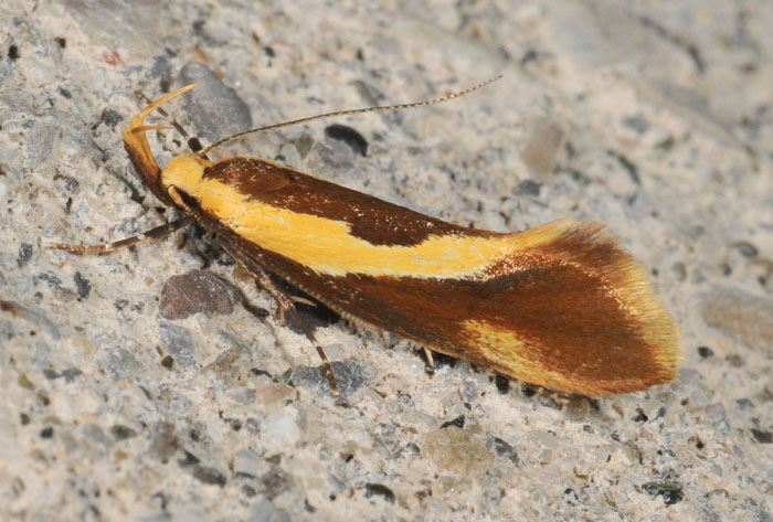 Oecophoridae 1 - Harpella forficella